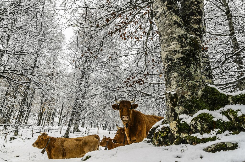 Čime Hraniti Krave u Zimskom Razdoblju?