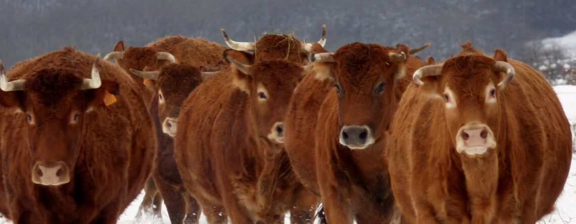 Čime hraniti krave u zimskom periodu (2)