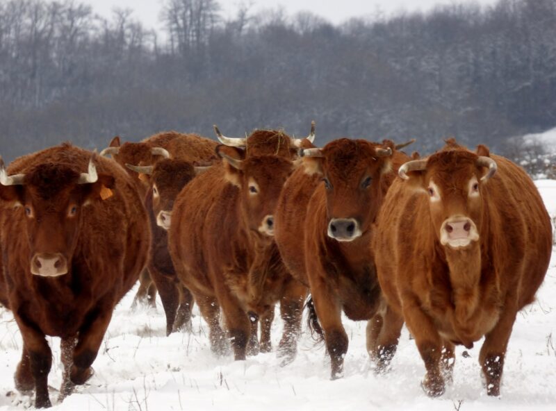 Čime hraniti krave u zimskom periodu (2)