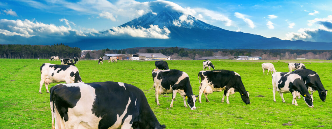 Mastitis