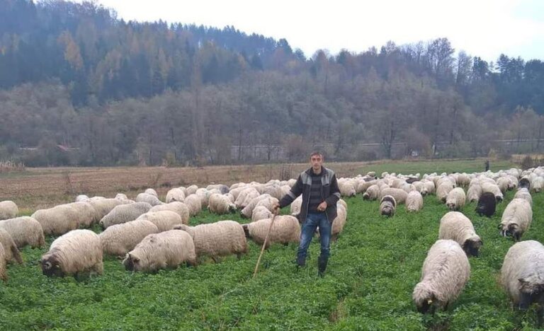 Mujetekic Alija uzgov ovaca Zepce