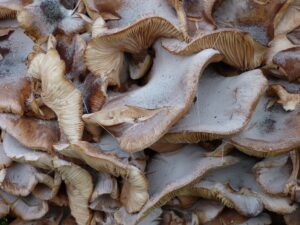 Uzgoj gljive bukovače (4)