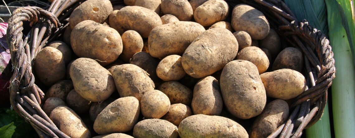 bezbjedno gajenje krompira u organskoj proizvodnji