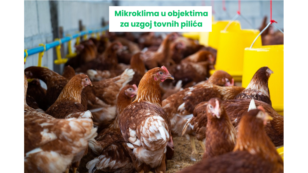 mikroklima-u-objektima-za-intenzivni-uzgoj-tovnih-pili-a-pravi-lider